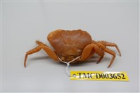 藏品(光手酋婦蟹)的圖片